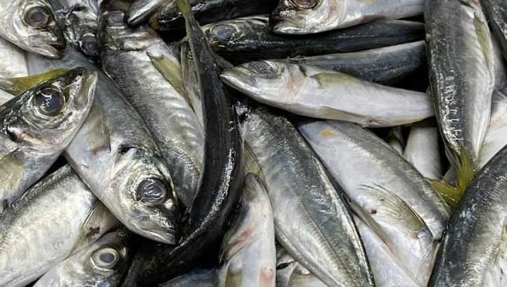 Marmara’da balık türü sayısı 4’e düştü