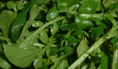 Ispanağı 10’a katlayan ‘mucize’ sebze! Su teresi