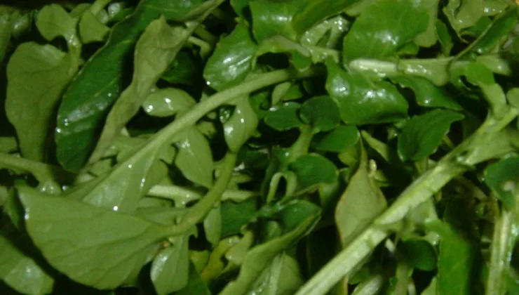 Ispanağı 10’a katlayan ‘mucize’ sebze! Su teresi